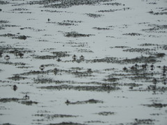 Mictyris longicarpus