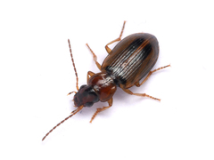 Dicheirotrichus placidus