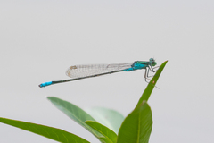 Pseudagrion coeleste