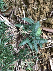 Adiantum flabellulatum