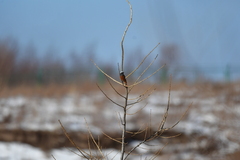 Phoenicurus erythrogastrus