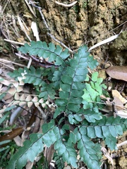 Adiantum flabellulatum