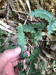 Adiantum flabellulatum