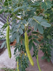 Senna multiglandulosa