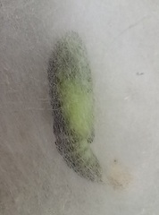 Chrysodeixis chalcites