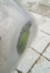 Chrysodeixis chalcites