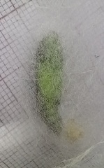 Chrysodeixis chalcites