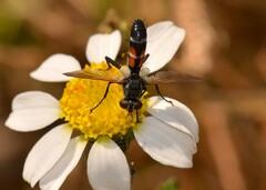 Cylindromyia auriceps