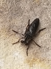 Heteropogon macerinus