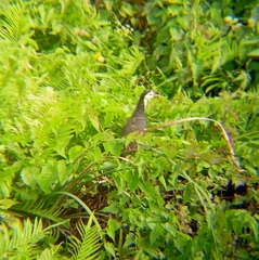 Amaurornis phoenicurus