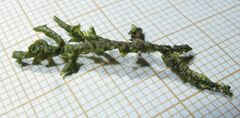 Porella arboris-vitae