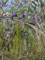 Billardiera longiflora