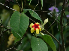 Mandevilla hirsuta