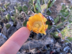 Opuntia
