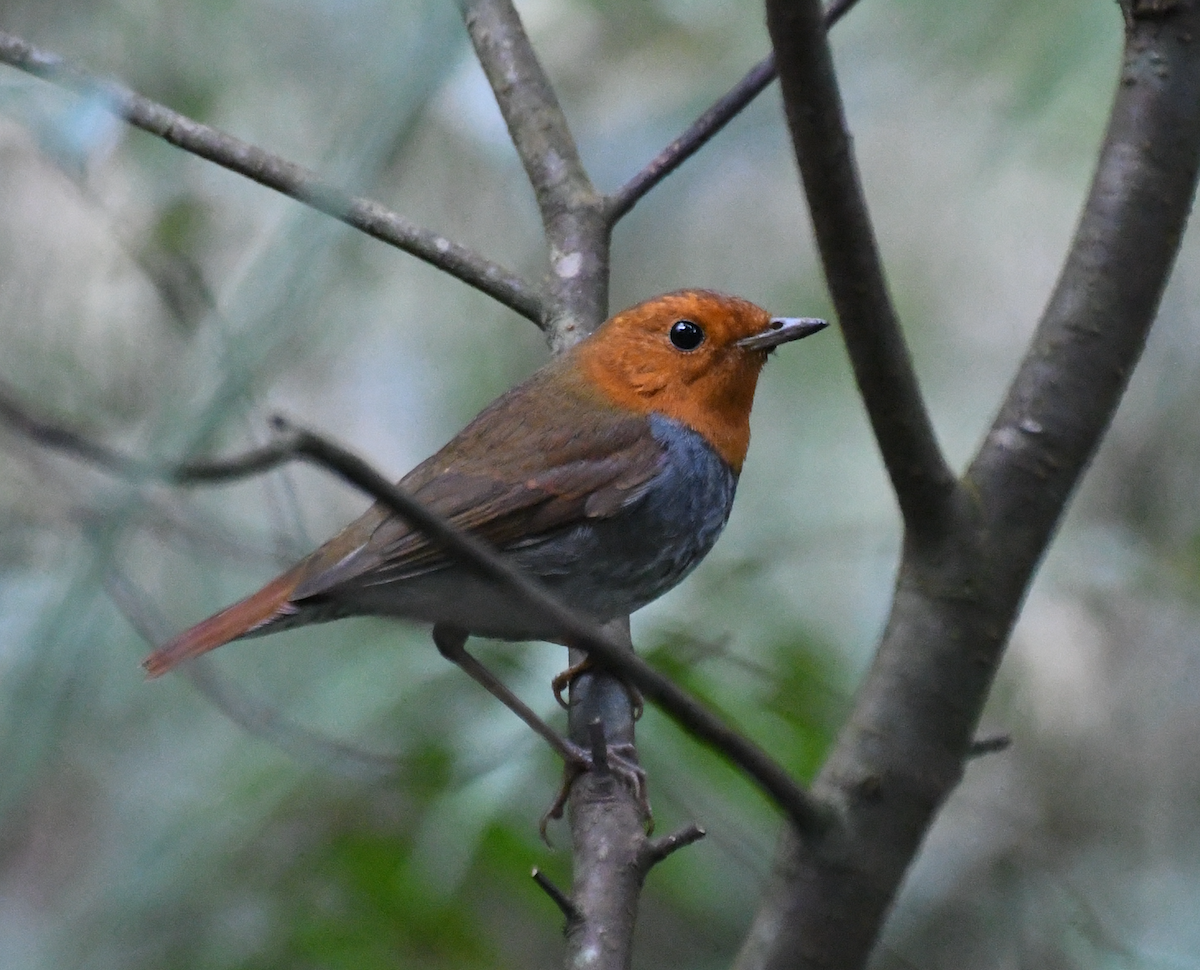 Japanese Robin