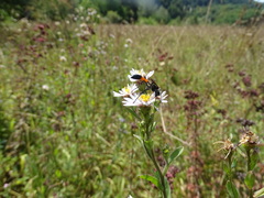 Ammophila sabulosa