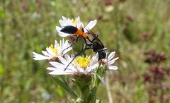 Ammophila sabulosa