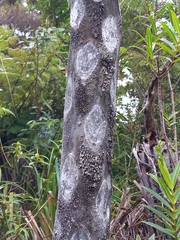 Cyathea cunninghamii