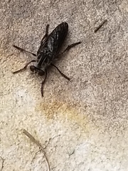 Heteropogon macerinus