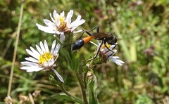 Ammophila sabulosa