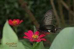Pachliopta adamas