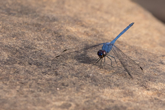 Trithemis donaldsoni