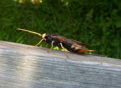 Urocerus gigas