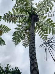 Cyathea cunninghamii