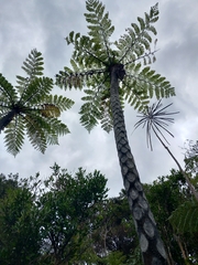Cyathea cunninghamii