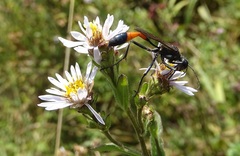 Ammophila sabulosa