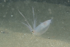 Alloteuthis media