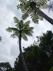 Cyathea cunninghamii