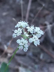Pimpinella