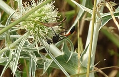 Ammophila sabulosa