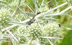 Ammophila sabulosa