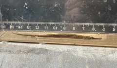 Doryichthys deokhatoides