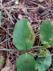 Phytomyza crassiseta