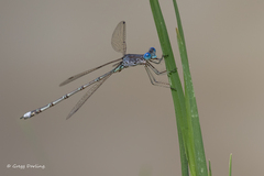 Lestes dissimulans
