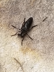 Heteropogon macerinus