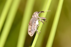 Isacantha dermestiventris