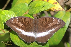 Tanaecia iapis
