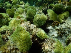 Galaxea fascicularis