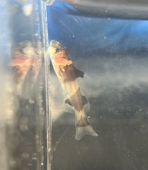 Pseudomystus leiacanthus