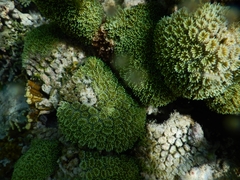 Galaxea fascicularis