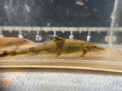 Homaloptera ogilviei