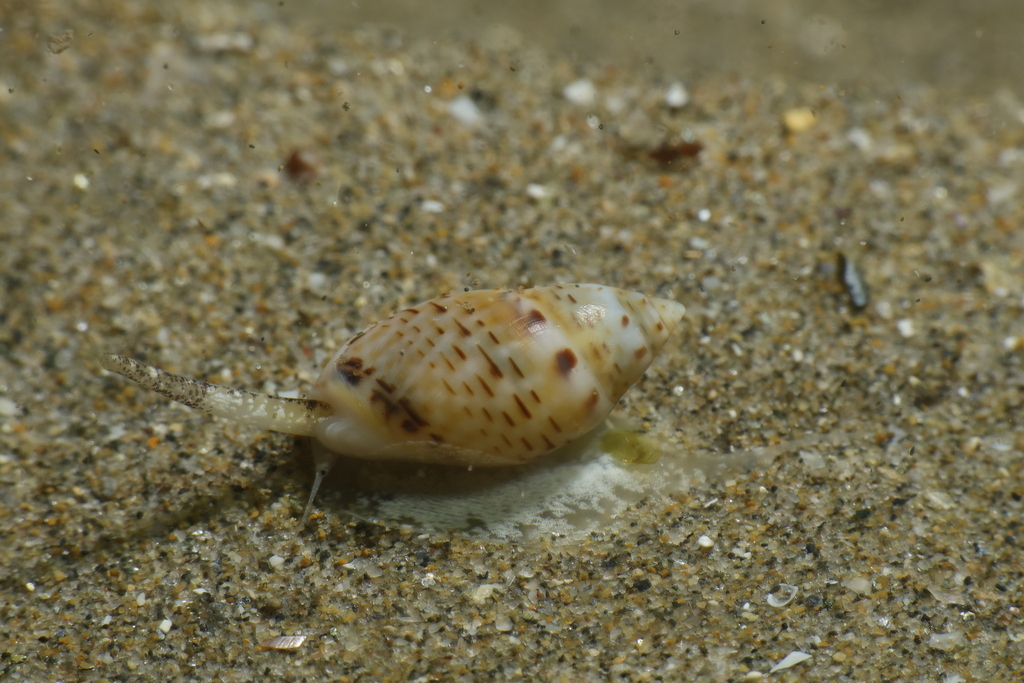 Tritia grana