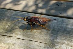 Urocerus gigas