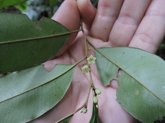 Chrysophyllum inornatum