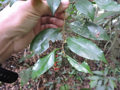 Chrysophyllum inornatum