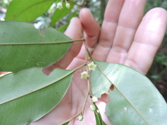 Chrysophyllum inornatum